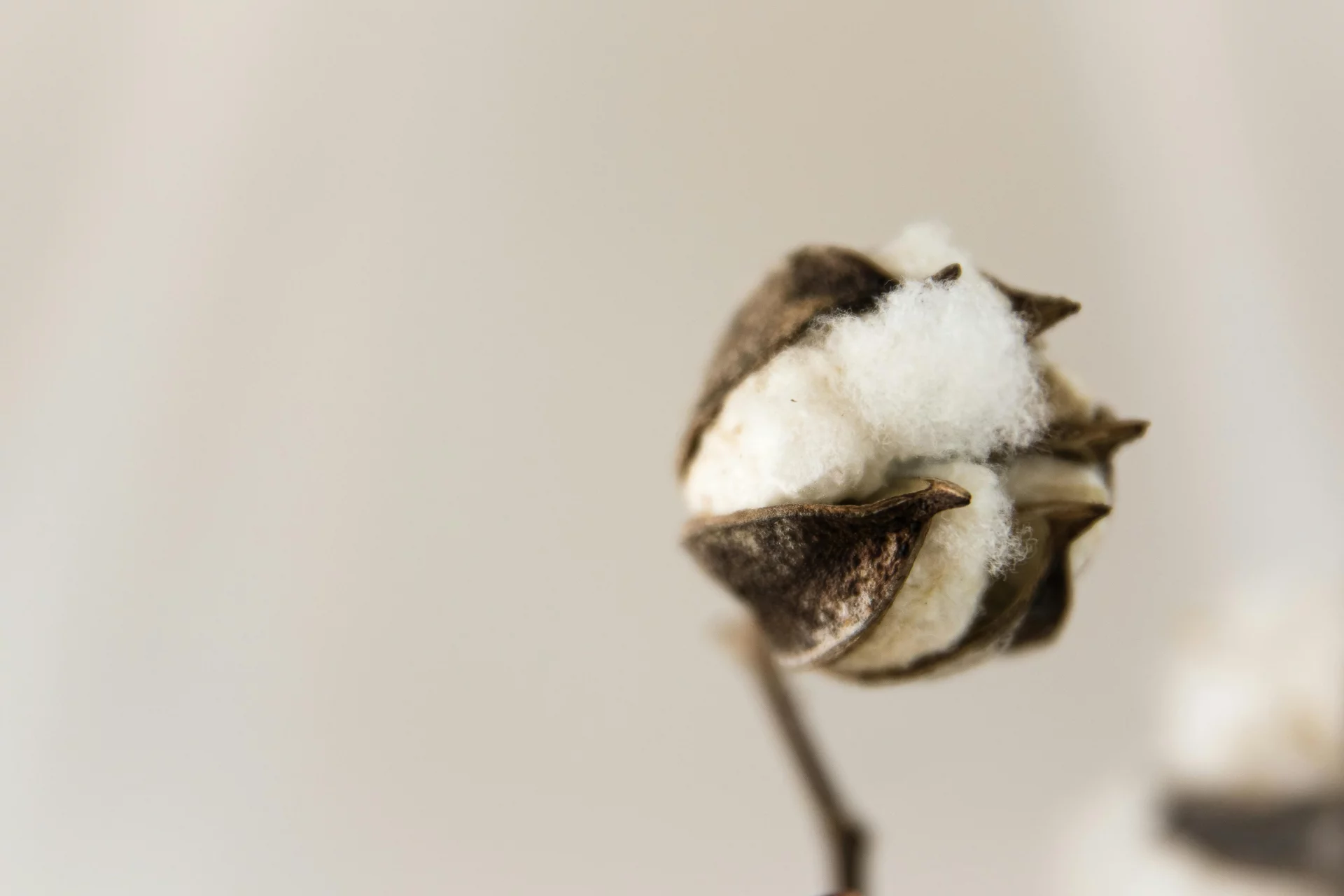 Equilibrio de la microflora del entorno interno